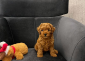 Toy poodle yavru